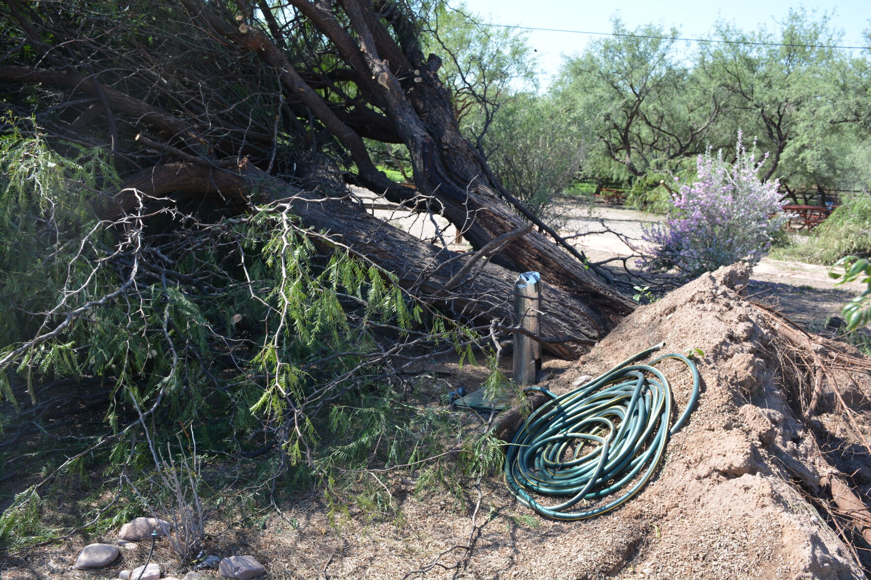 Uprooted